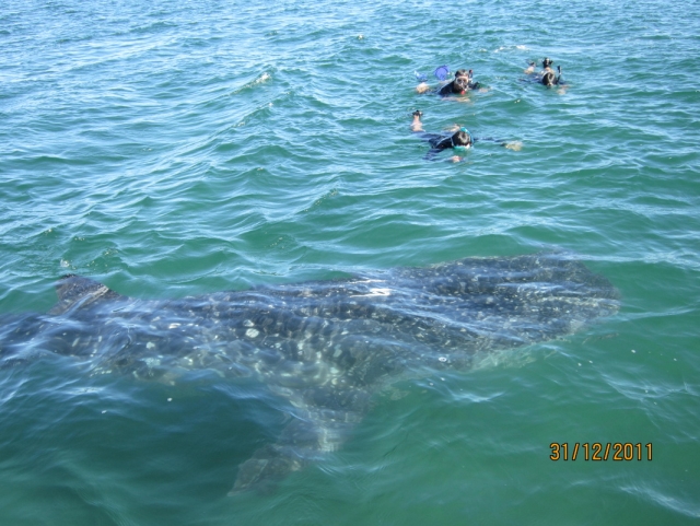  Snorkeling with whales 